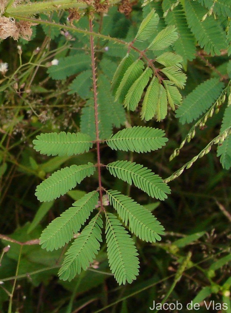 Mimosa diplotricha C.Wright
